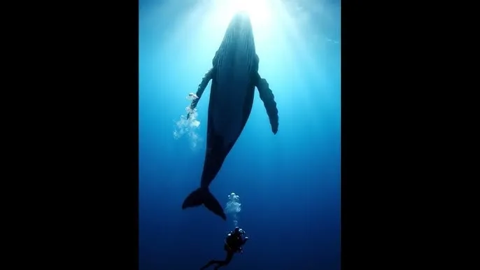 国产 - 深蓝星球：探索海洋深处的未知世界